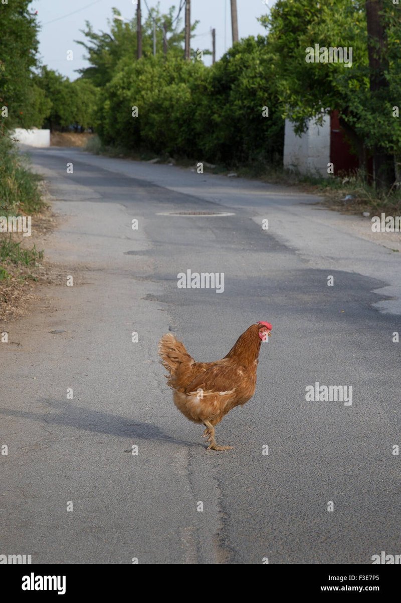 Een Glimlach met Elk Draai op Chicken Road in Nederland